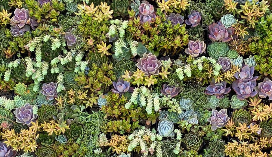 service succulent walls